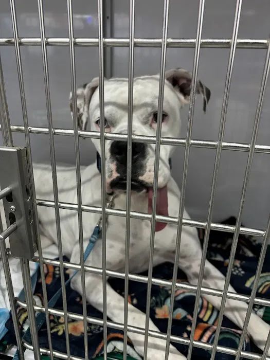 AZ Vet Direct Pomeroy Picture 9