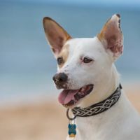 Applewood Animal Hospital ico