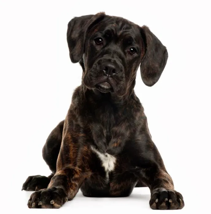Vet to You Picture 4