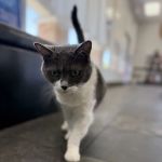 VCA Del Lago Animal Hospital