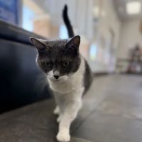 VCA Del Lago Animal Hospital ico