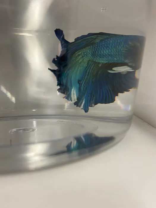 Petco Picture 8