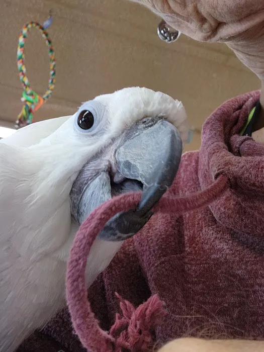 Birds, and Then Some! Picture 3