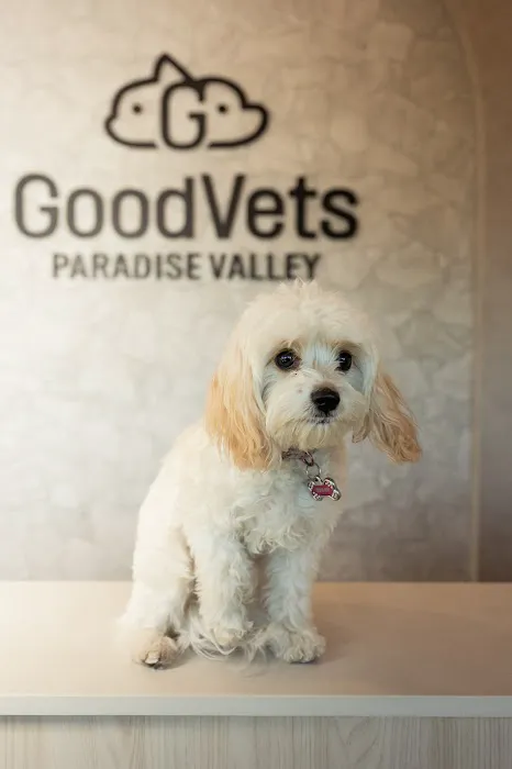 GoodVets Paradise Valley Picture 6