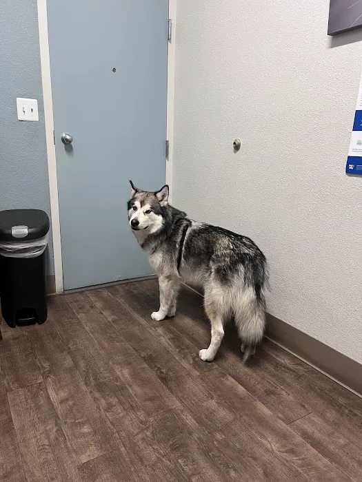 All Creatures Animal Clinic Picture 2