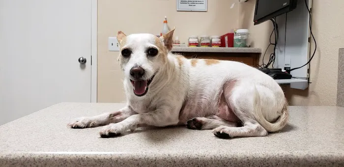All Creatures Animal Clinic Picture 6