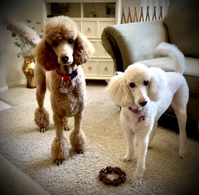 All Creatures Animal Clinic Picture 9