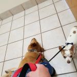 Pet Life Veterinary Clinic Paradise Valley