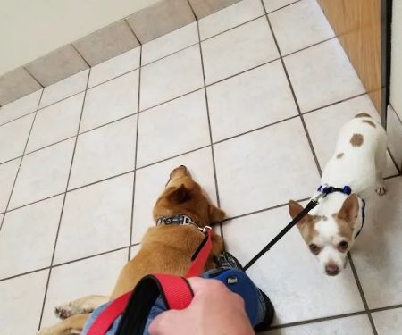 Pet Life Veterinary Clinic Paradise Valley
