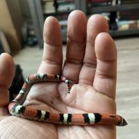 CnB Reptile ico