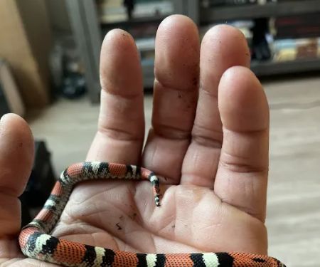 CnB Reptile