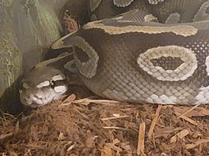 CnB Reptile Picture 4