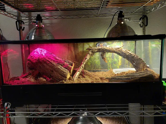 CnB Reptile Picture 6