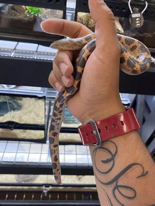 CnB Reptile Picture 7