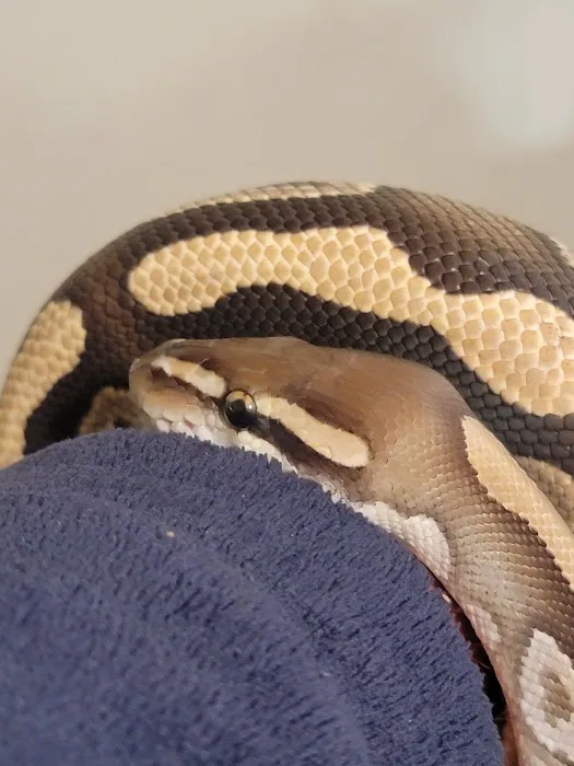 CnB Reptile Picture 5