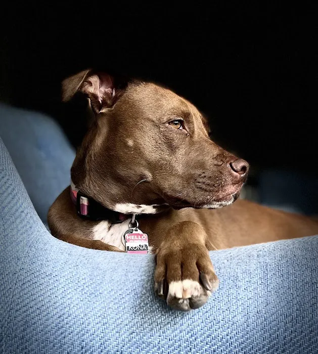 Stonecrest Animal Hospital Picture 5
