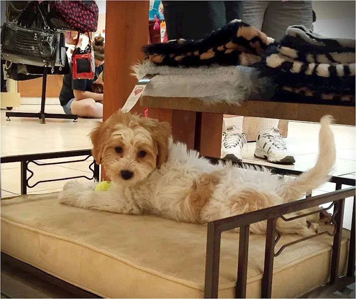 Puppies N Love Picture 4