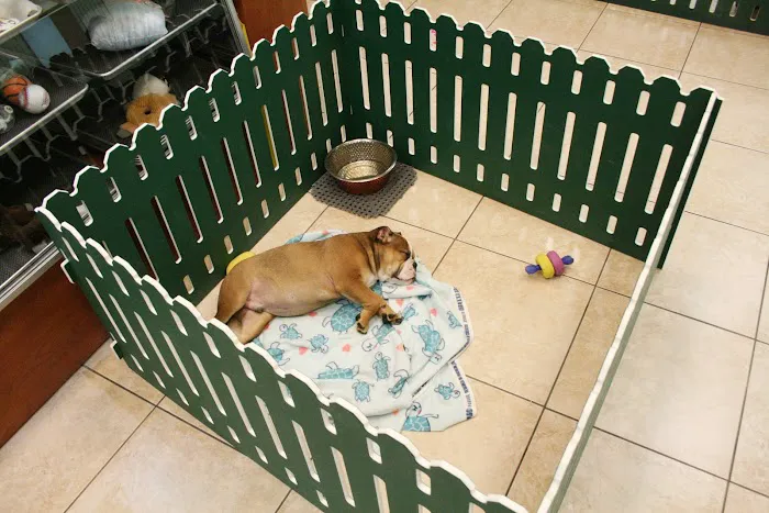 Puppies N Love Picture 5