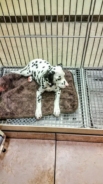 Puppies N Love Picture 6