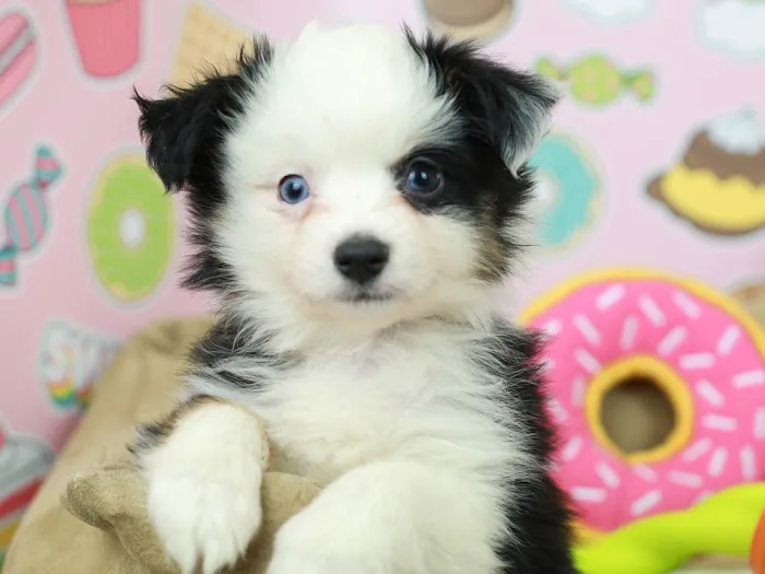 Puppies N Love Picture 1