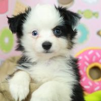 Puppies N Love ico