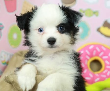 Puppies N Love