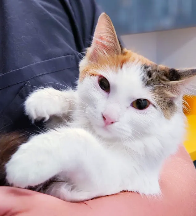 Paradise Point Animal Hospital with Veterinarians On-The-Go Picture 2