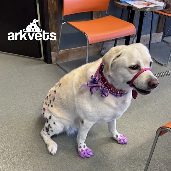 ArkVets Picture 5