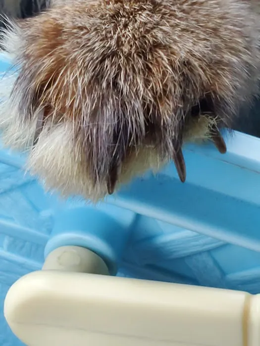 Arizona Exotic Animal Hospital (Phoenix) Picture 1