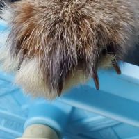 Arizona Exotic Animal Hospital (Phoenix) ico