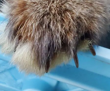 Arizona Exotic Animal Hospital (Phoenix)