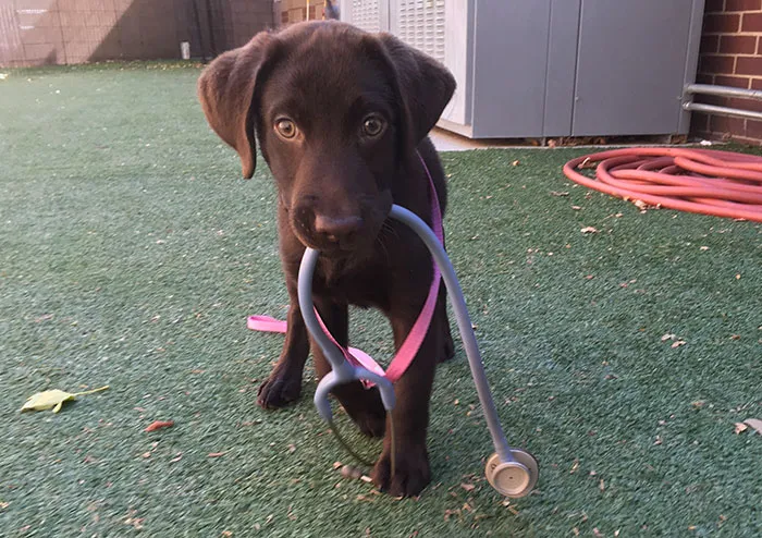 Valet Vet Mobile Veterinary Services Picture 1