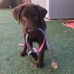 Valet Vet Mobile Veterinary Services