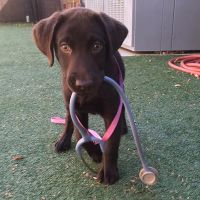 Valet Vet Mobile Veterinary Services ico