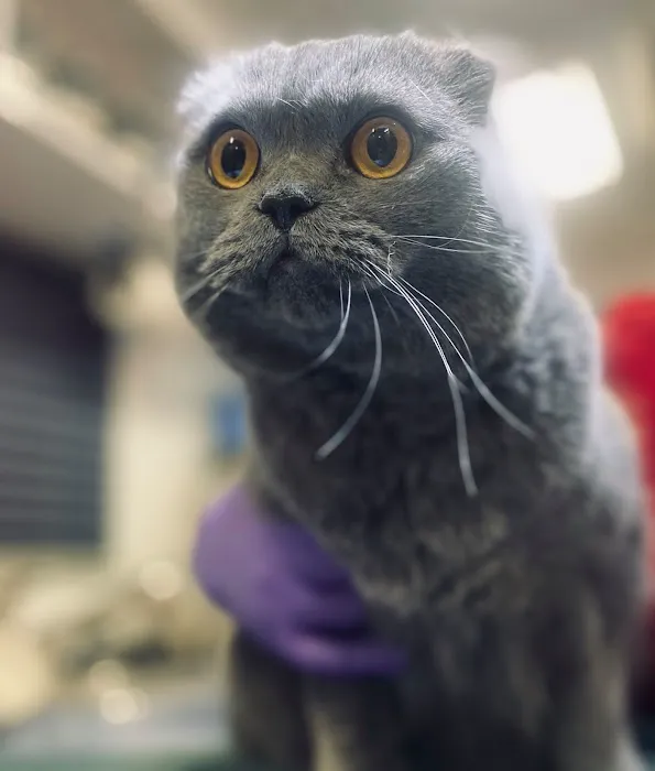 Valet Vet Mobile Veterinary Services Picture 9