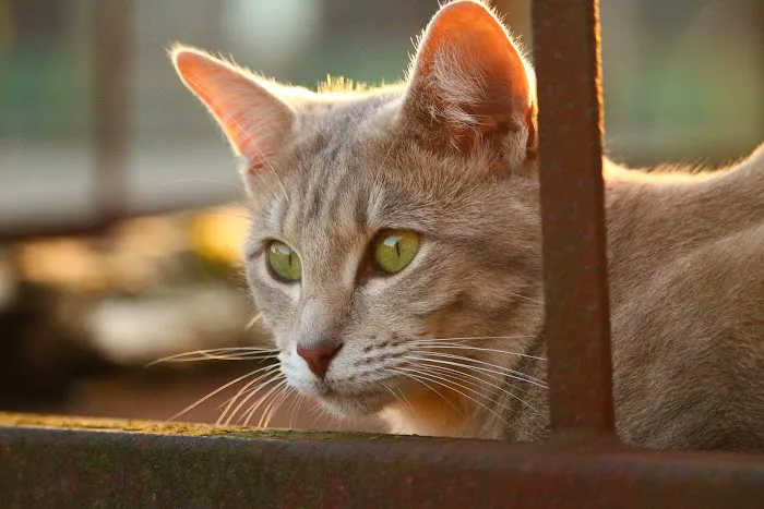 Peaceful Passing Hospice and In-Home Pet Euthanasia Picture 5