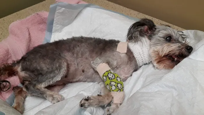 Grand Paws Animal Clinic Picture 1