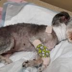Grand Paws Animal Clinic