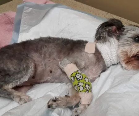 Grand Paws Animal Clinic