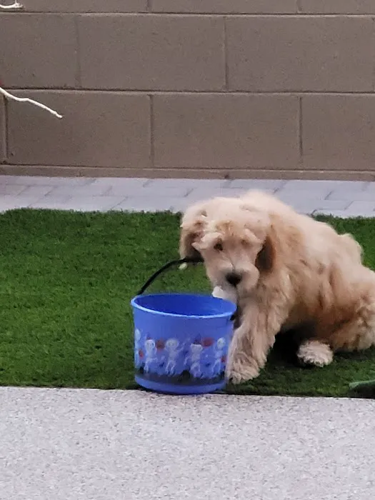 Petsvet Animal Hospital Picture 4