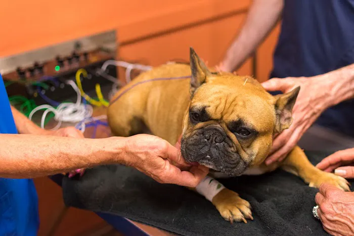 Petsvet Animal Hospital Picture 9