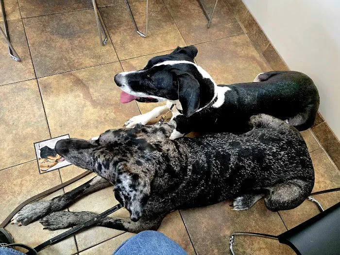 Lovet Pet Health Care - Westbrook Picture 3