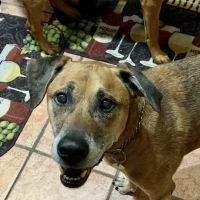 Lovet Pet Health Care - Westbrook ico