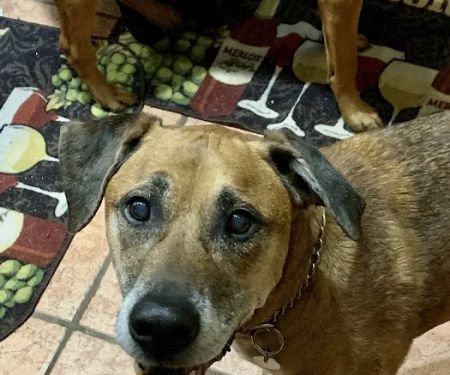 Lovet Pet Health Care - Westbrook