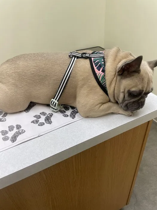 Pet Life Veterinary Clinic Picture 6