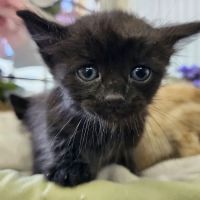Pet Life Veterinary Clinic ico