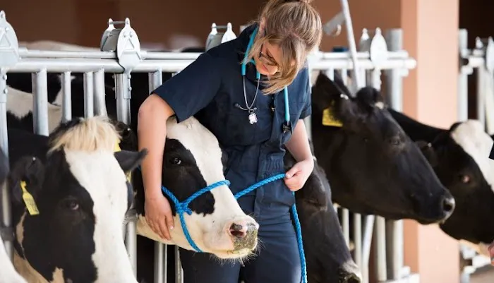 Midwestern University Large Animal Clinic Picture 4