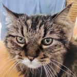 Midwestern University Companion Animal Clinic