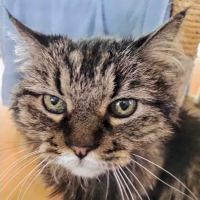 Midwestern University Companion Animal Clinic ico