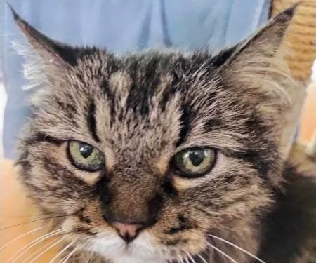 Midwestern University Companion Animal Clinic